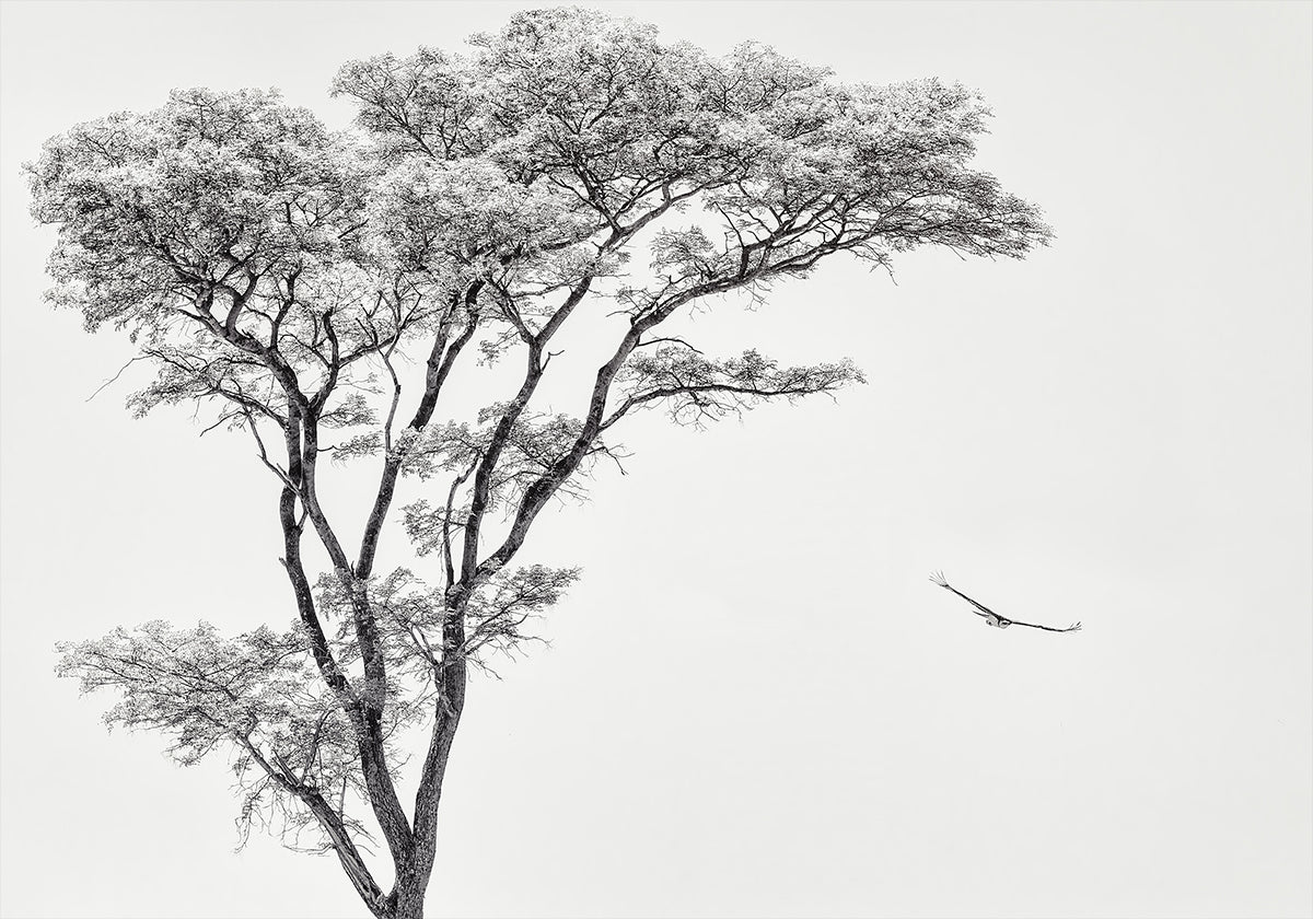 el águila africana Póster