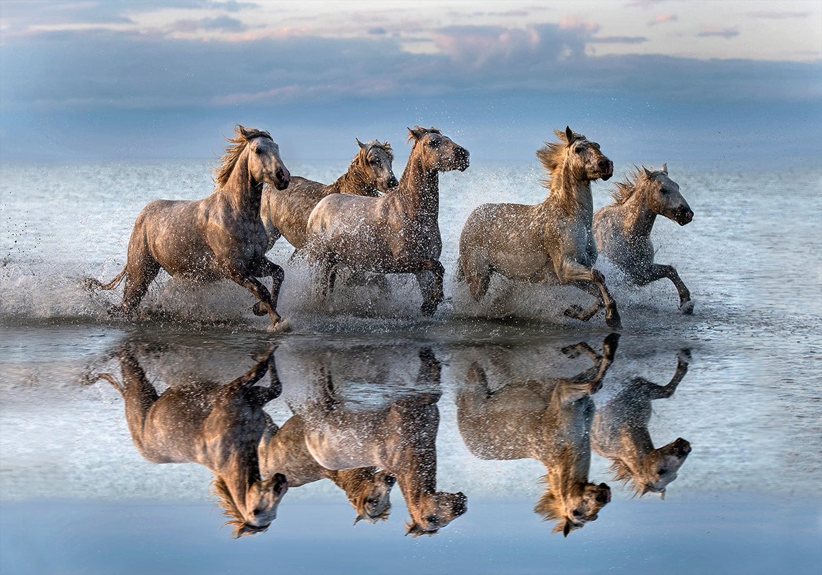 Caballos y reflexión.