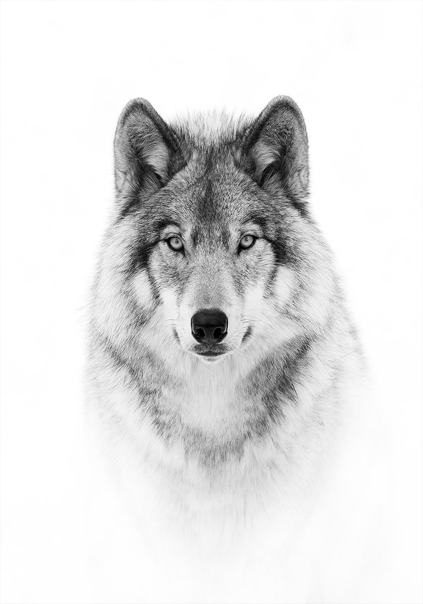 Retrato de un lobo de madera Póster