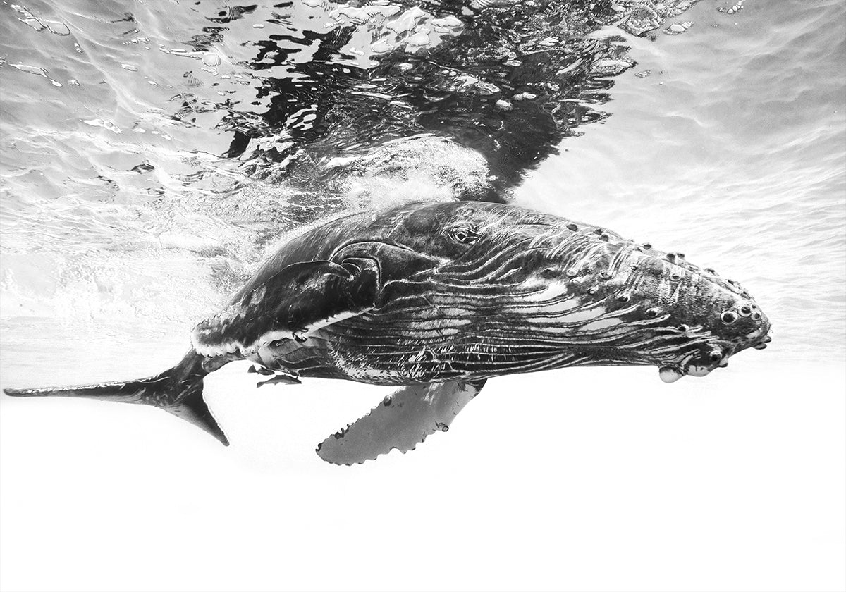 Cría de ballena jorobada