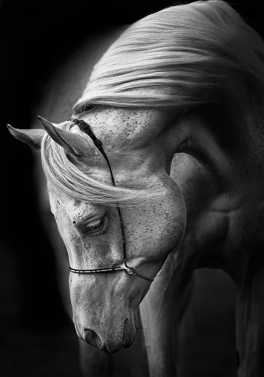 Póster Semental blanco