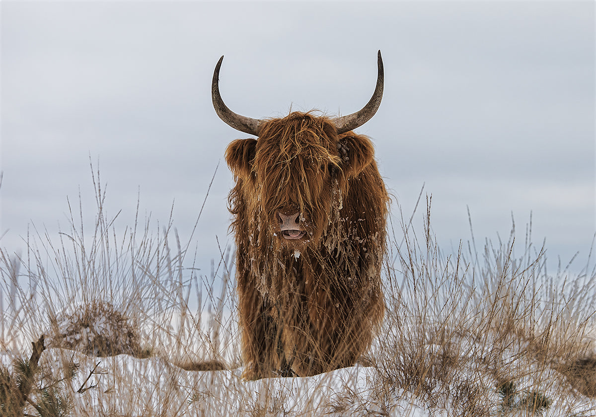 Highlander en la nieve Póster