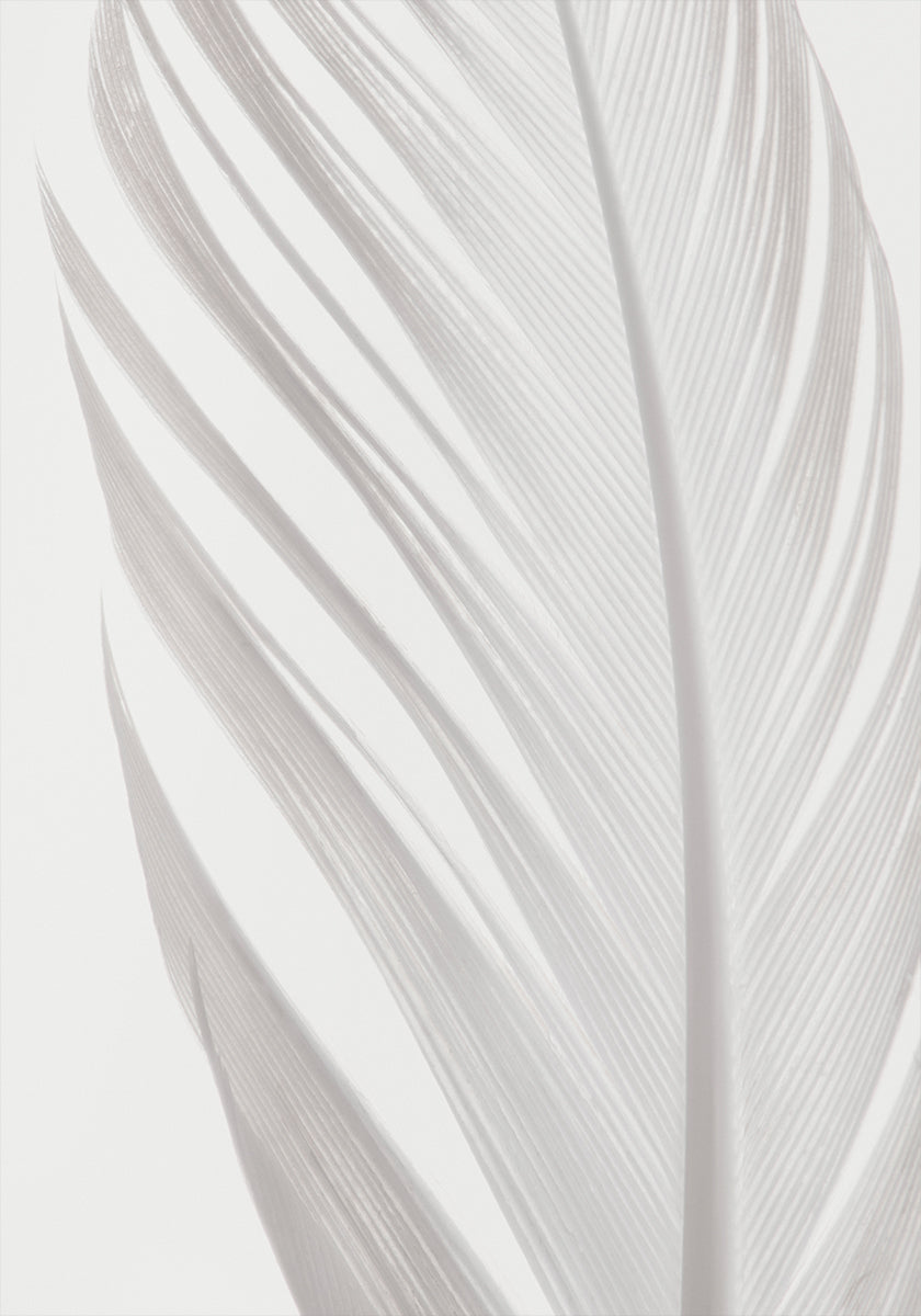 pluma_006