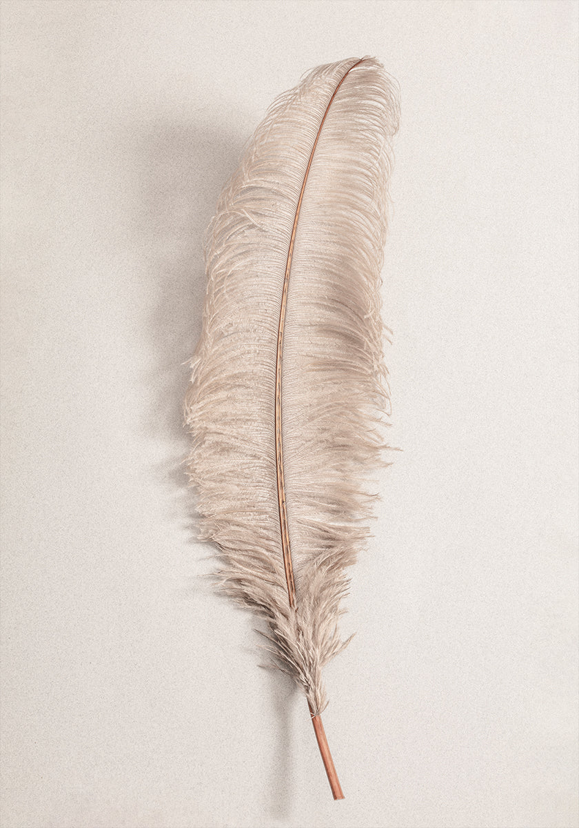 Pluma No.2 Póster