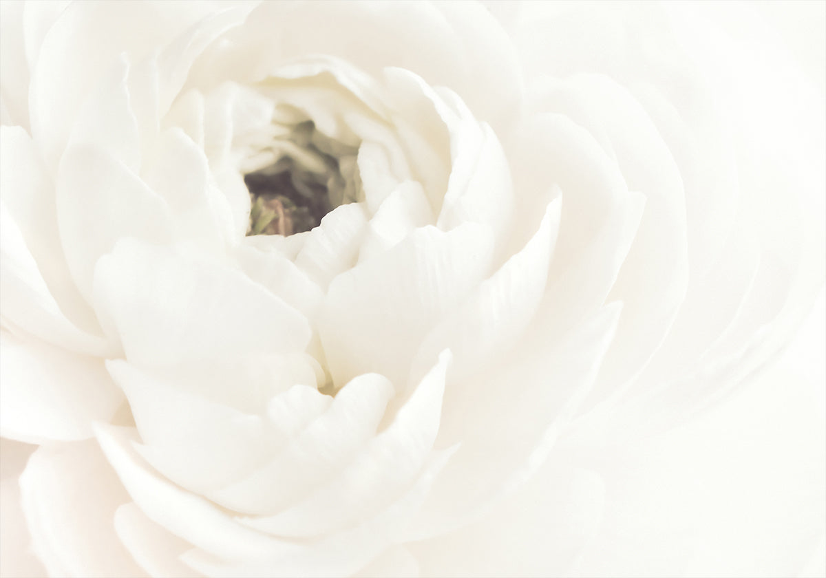Póster Flor blanca