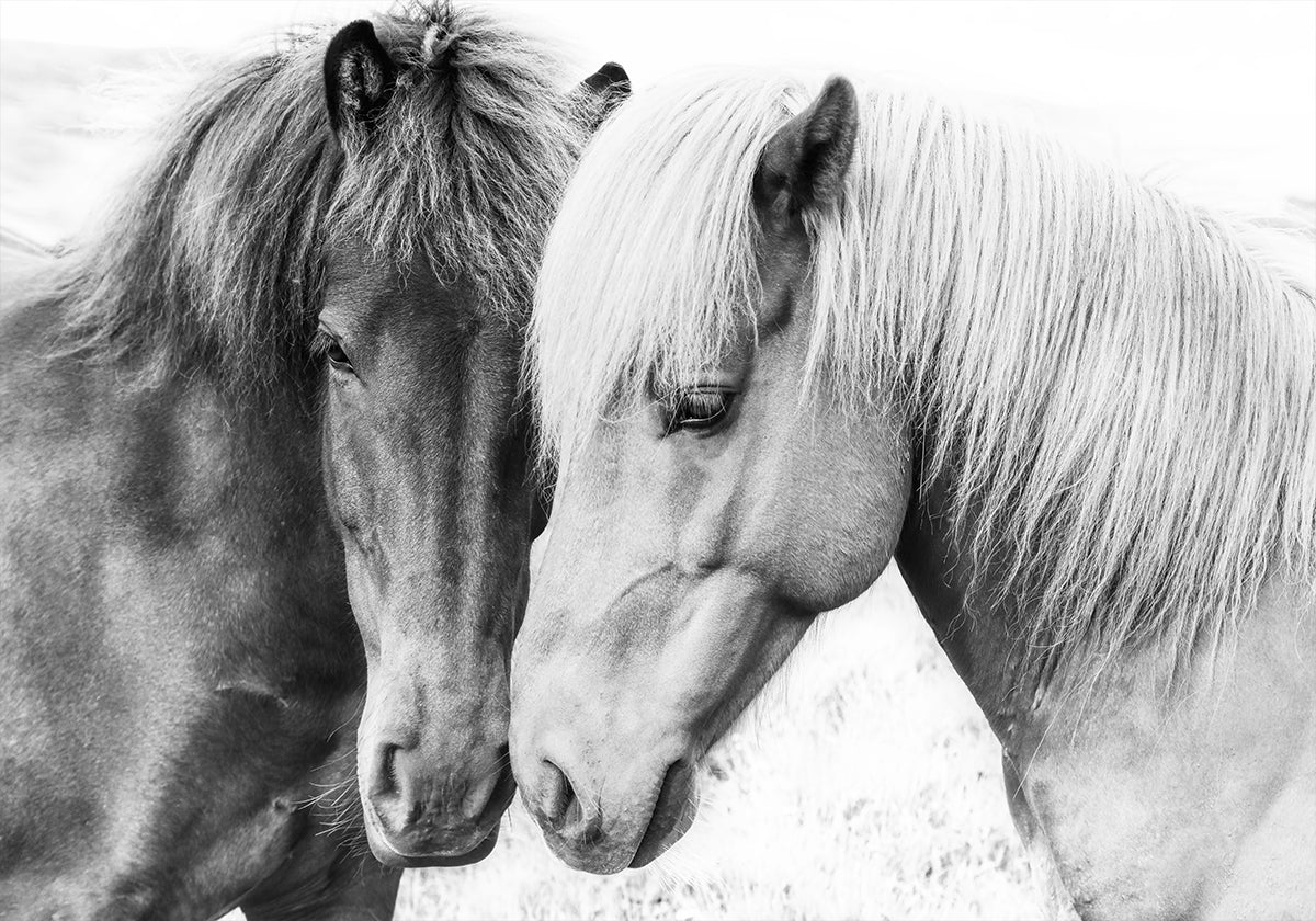 Amor de caballo Póster