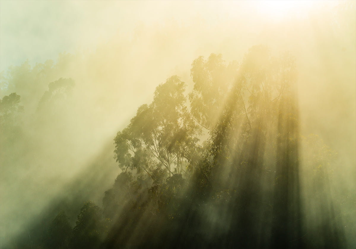 Bosques de niebla III