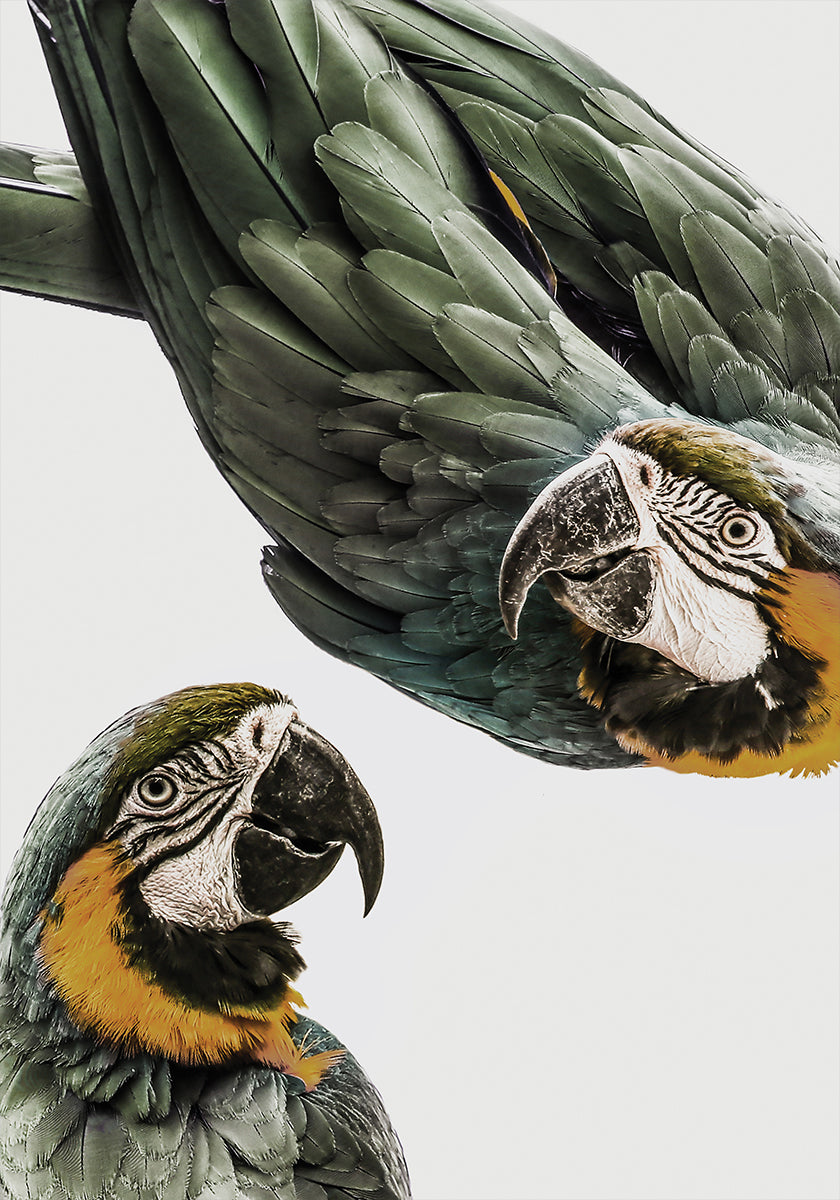 Dúo de loros vibrantes