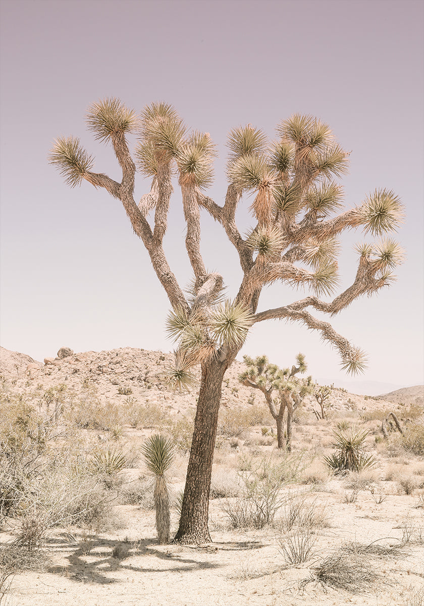Serenidad del desierto