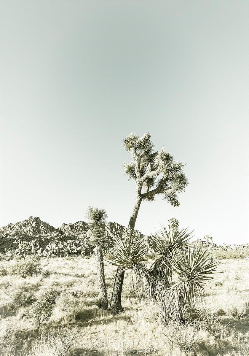 Impresión vintage del Parque Nacional Joshua Tree Póster