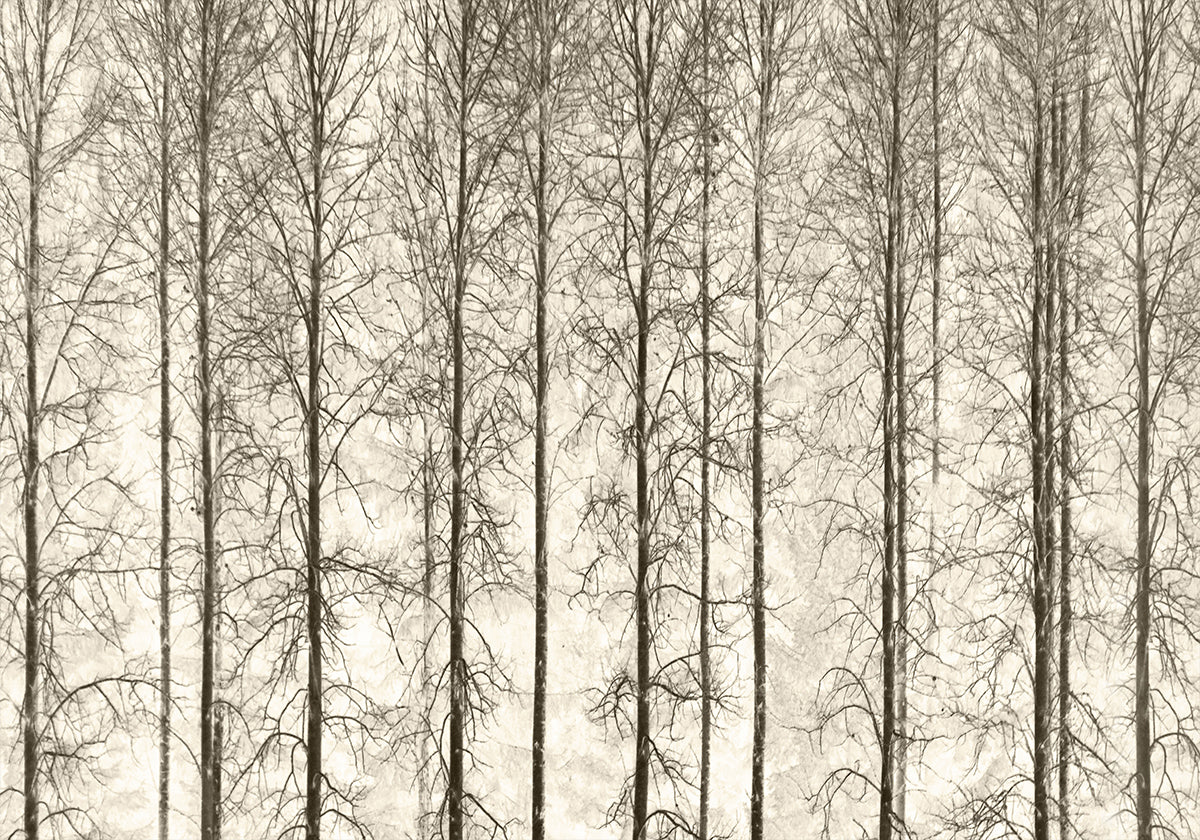 Álamo temblón Póster