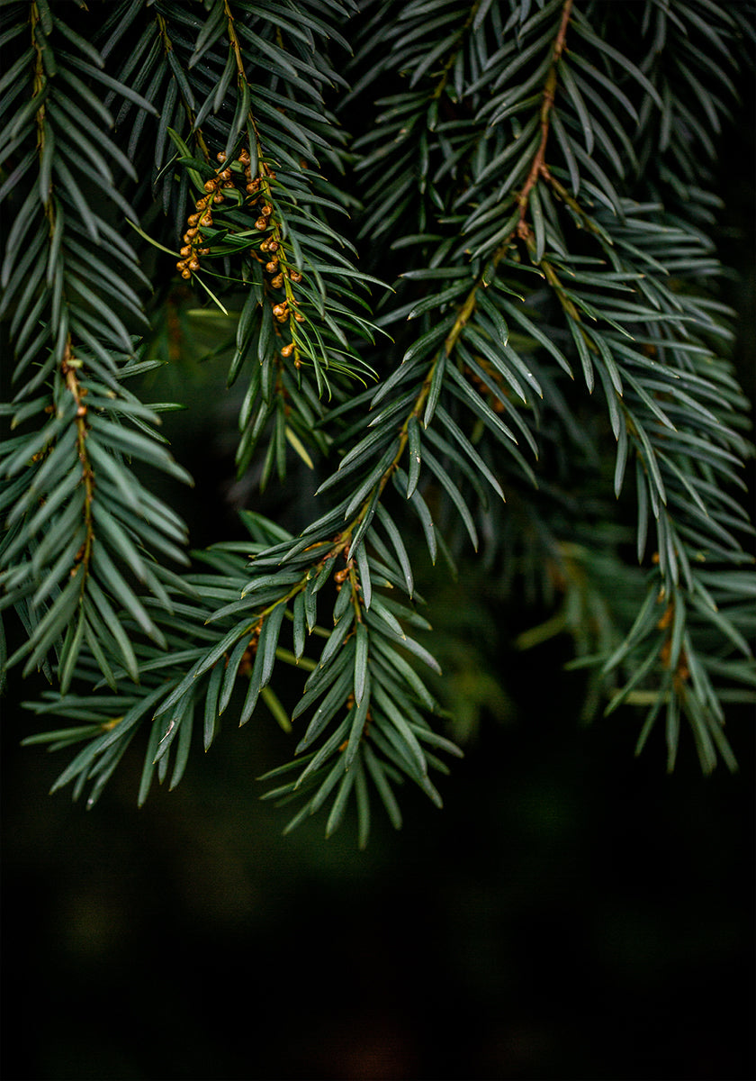 Ramas de invierno 7 Póster