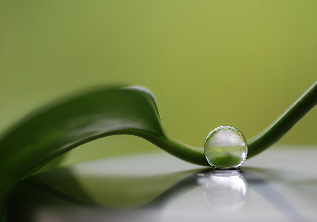 Armonía verde