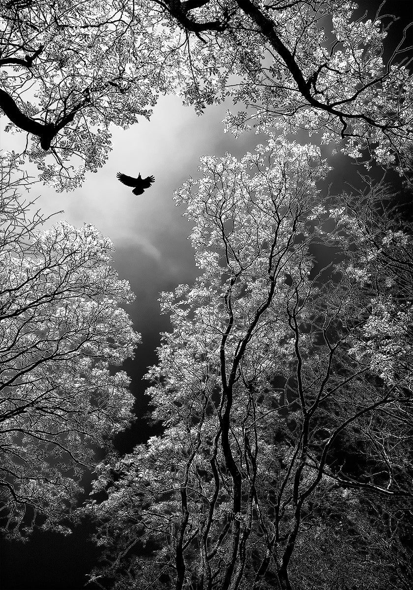 Vuelo