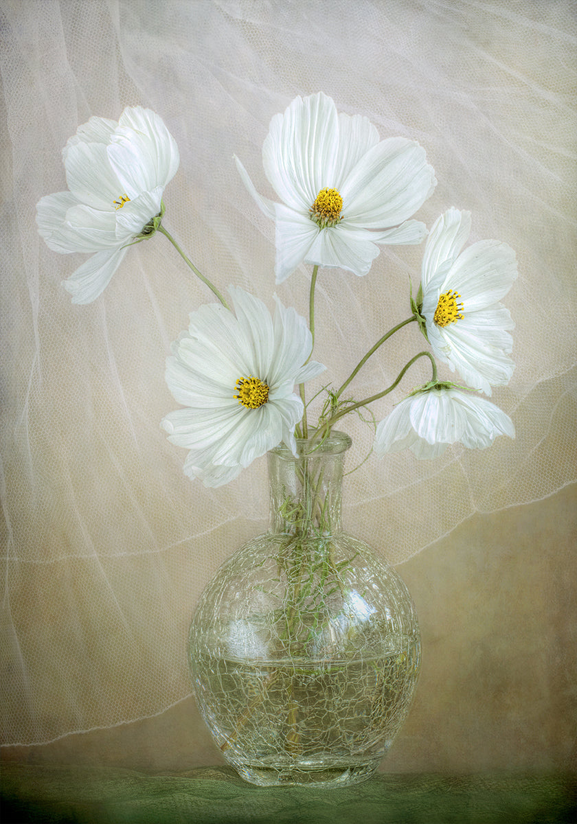 brisa del cosmos