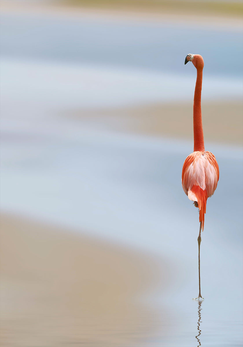 EN