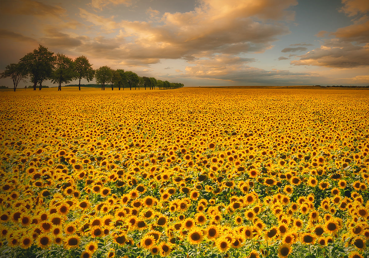 Girasoles