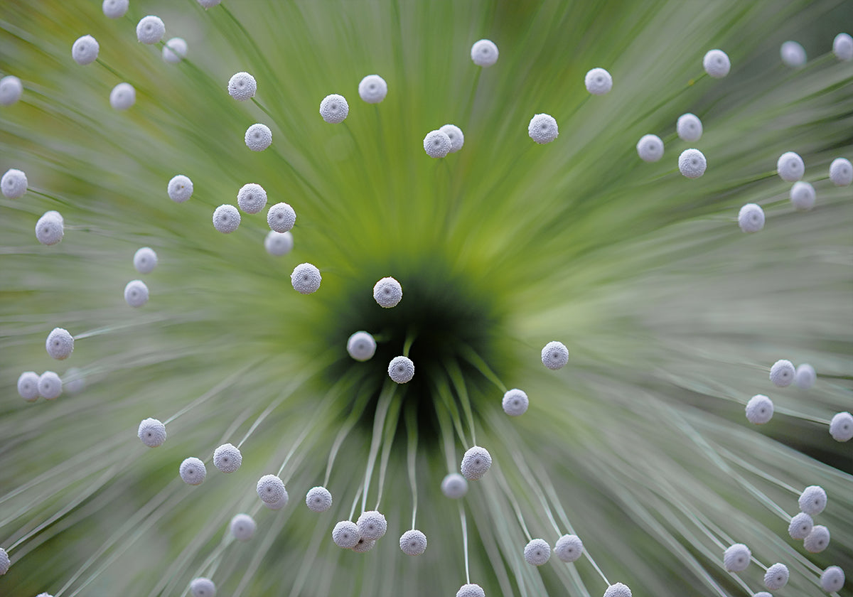Verde y Blanco II