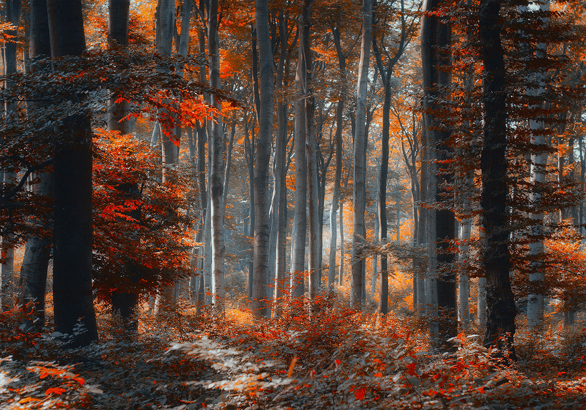 Pintura Bosque Póster