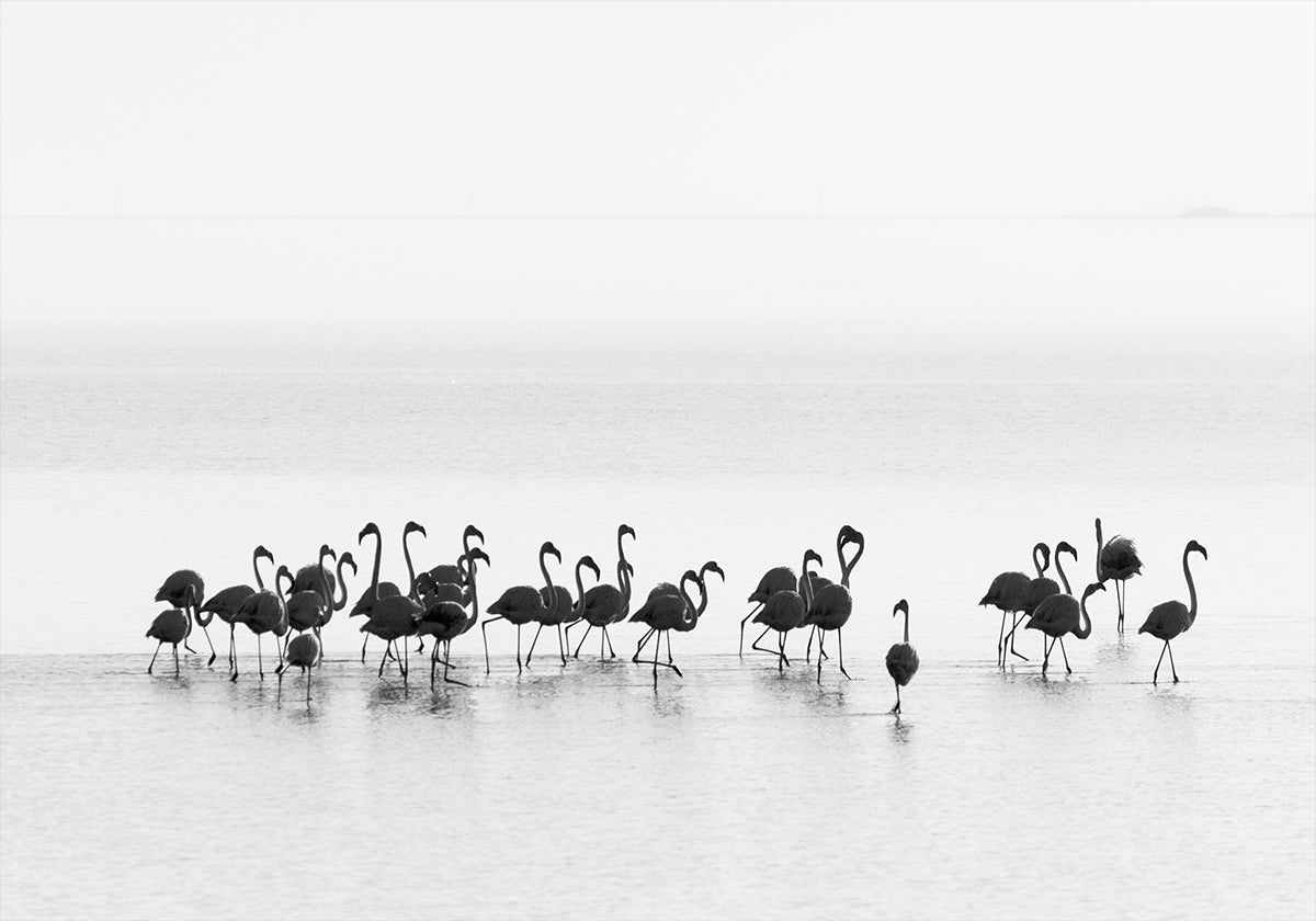 flamencos