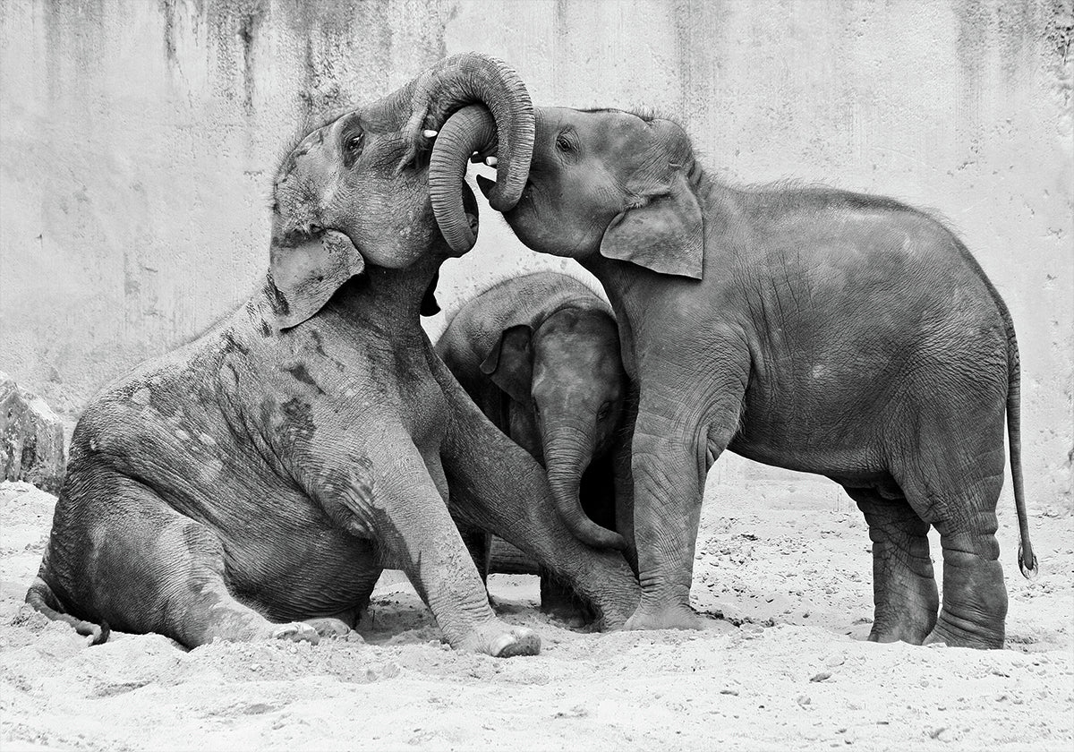 MÉNAGE A TROIS