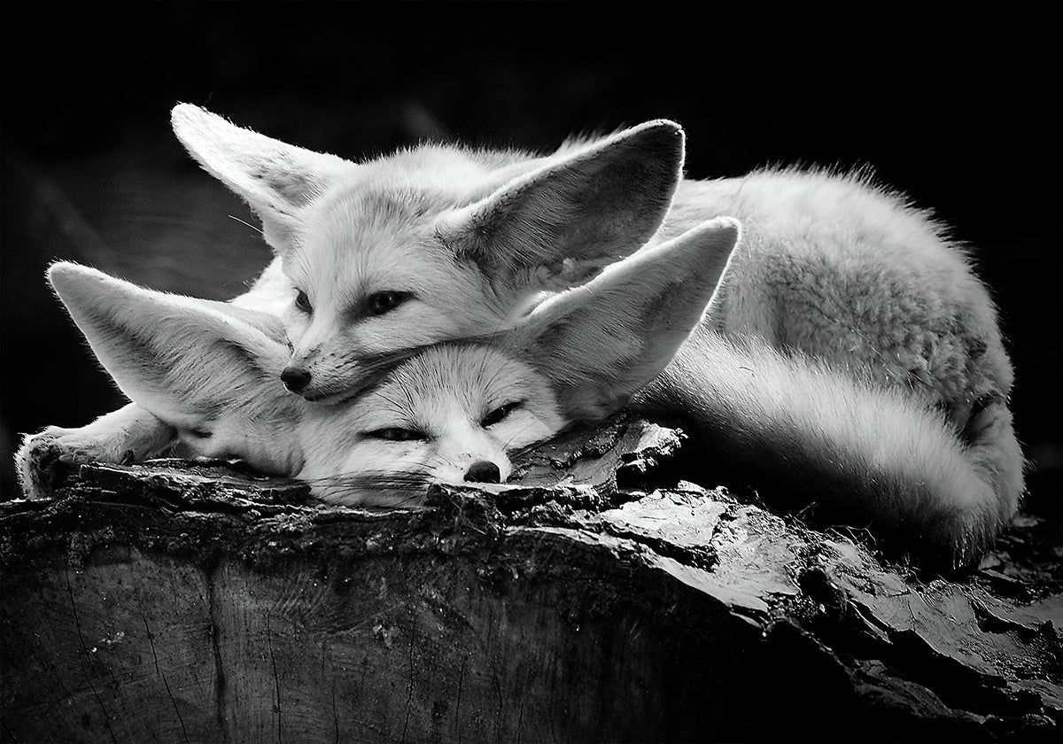 la feliz pareja