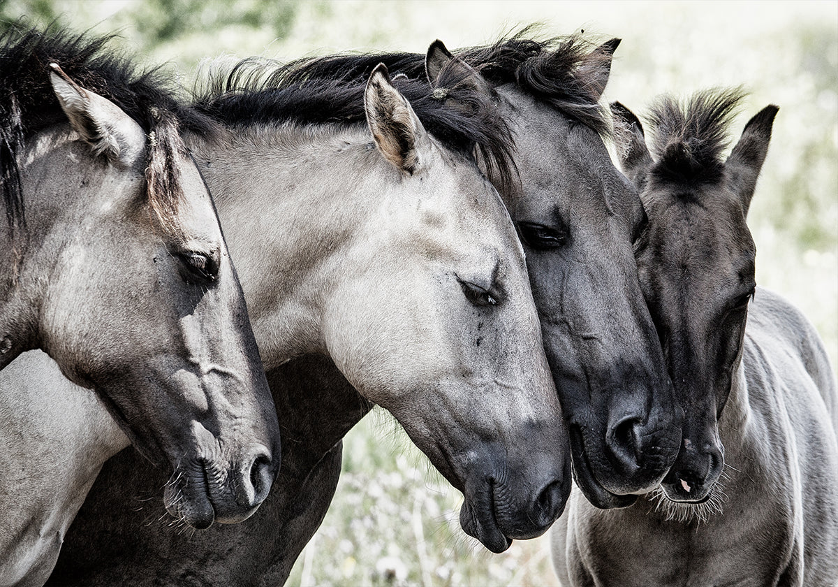 Cuatro caballos Konik