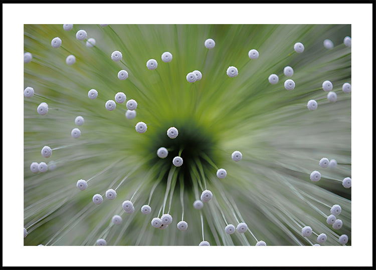 Verde y Blanco II