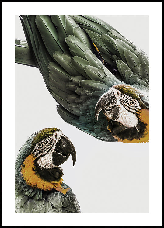 Dúo de loros vibrantes