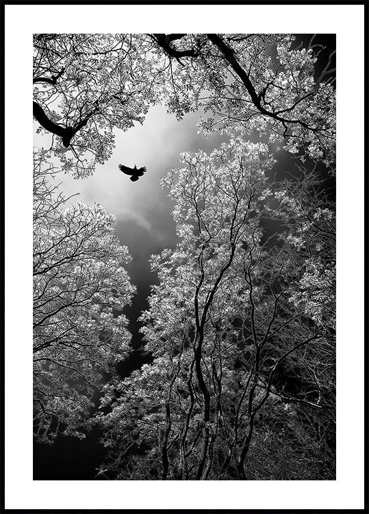 Vuelo