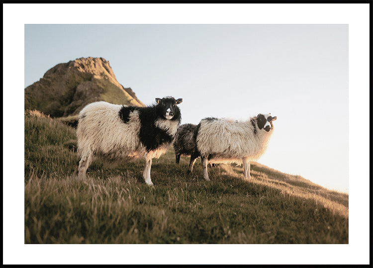 Sheep of Iceland Plakat - Posterbox.dk