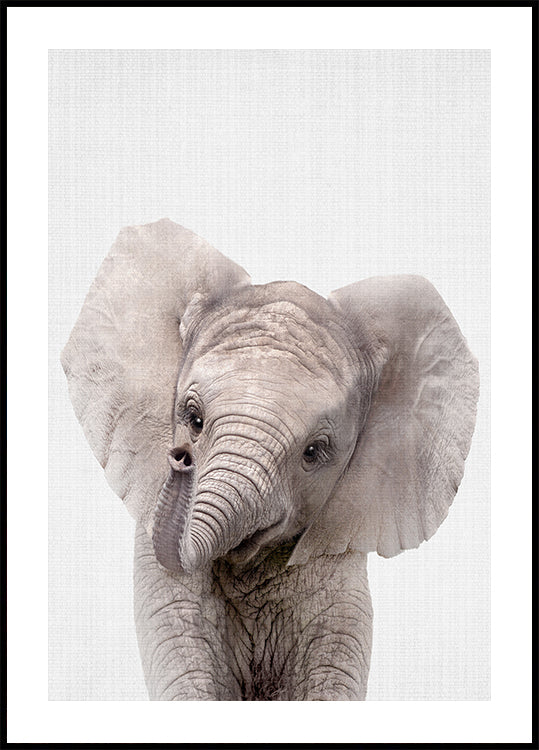 Peekaboo bebé elefante Póster