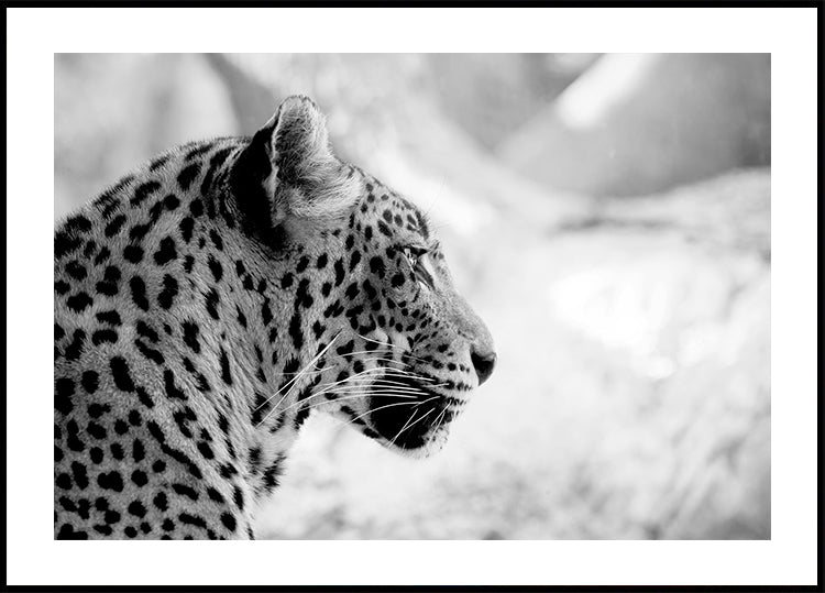 Leopardo de perfil, blanco y negro Póster