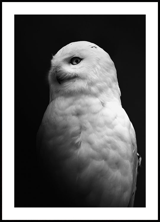 Snowy Owl in Black and White Plakat - Posterbox.dk