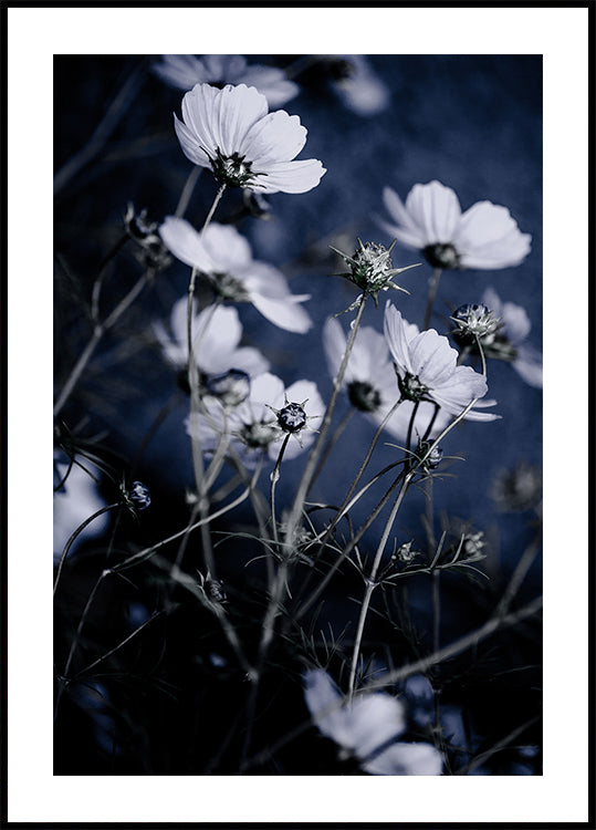 Flores Silvestres 10