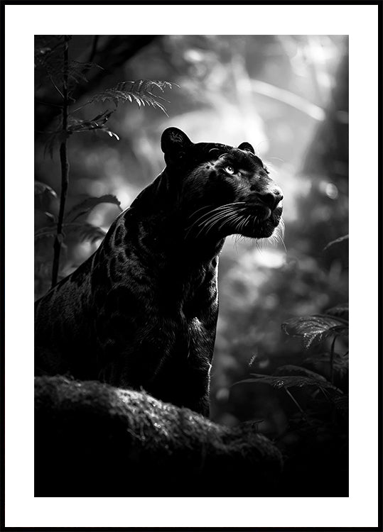 Majestuosa pantera negra Póster