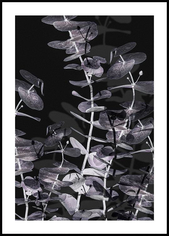 Eucalipto Negativo No.2 Póster