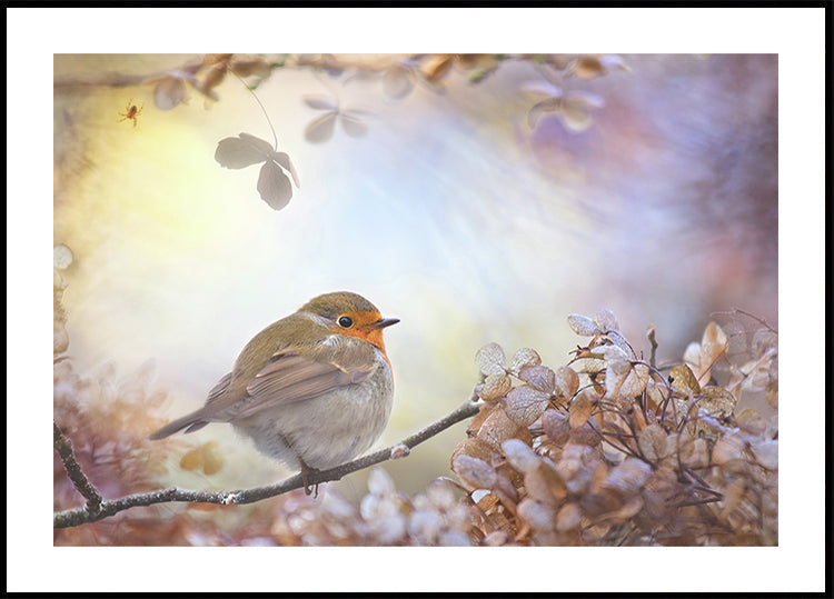 Robin en los sueños