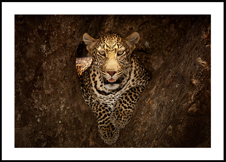 Leopardo descansando sobre un árbol en Masai Mara