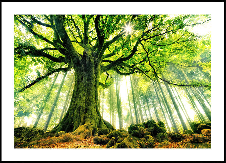 Haya de Ponthus Póster