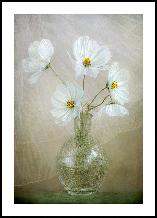 brisa del cosmos