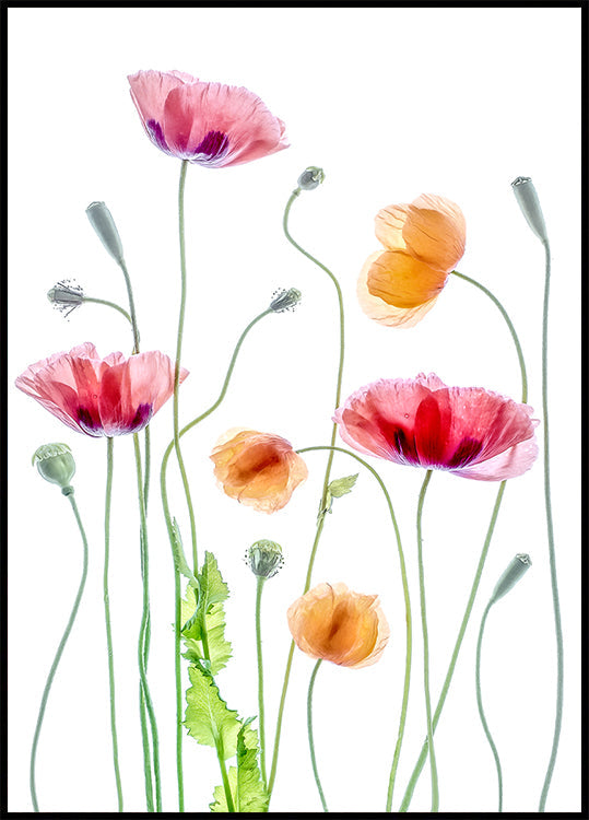 Amapolas Póster