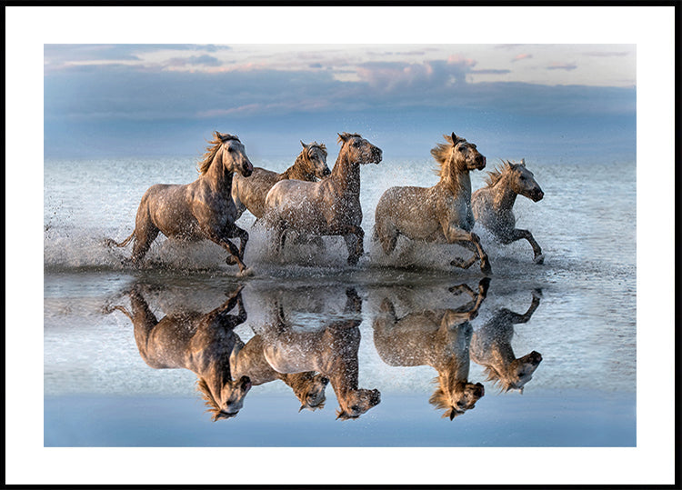 Caballos y reflexión.