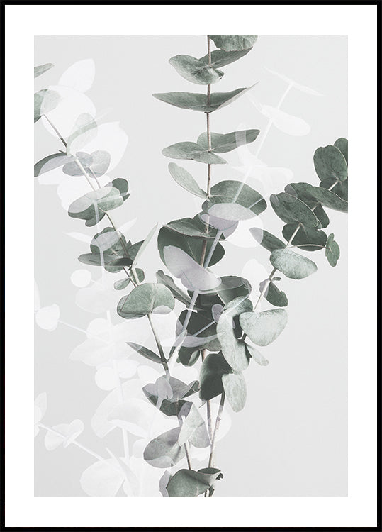 Eucalipto No.3 Póster