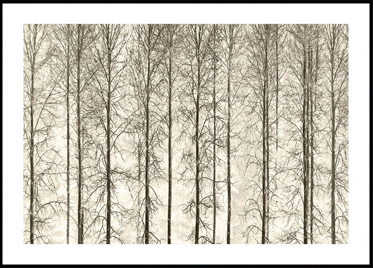 Álamo temblón Póster