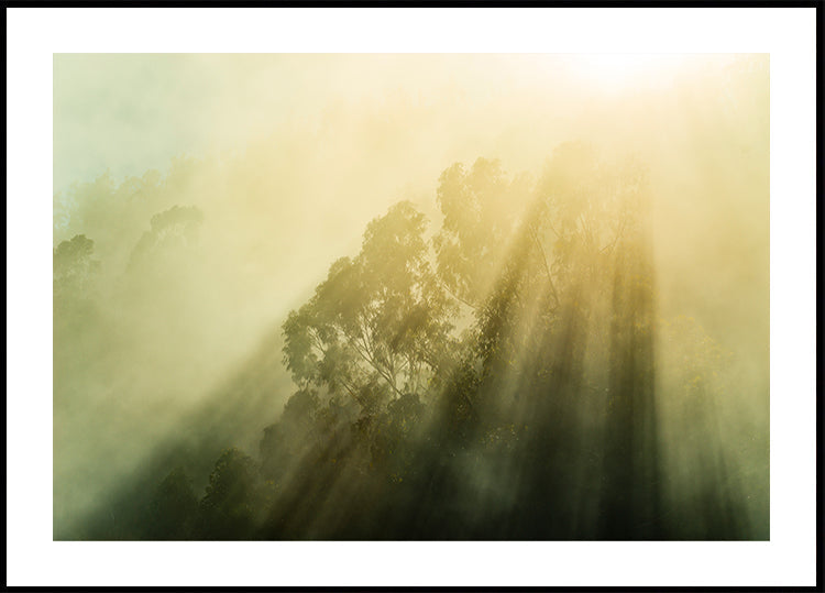 Bosques de niebla III