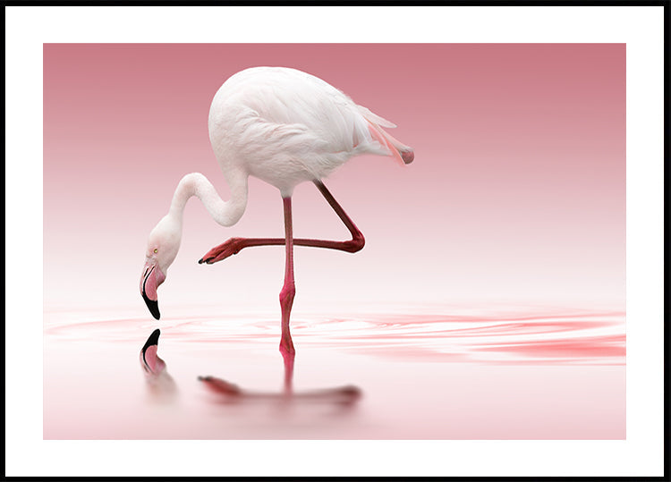 Flamenco
