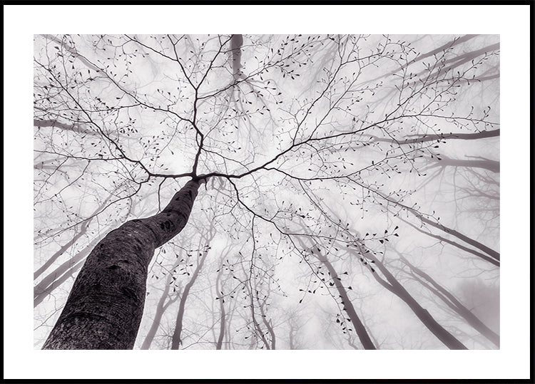 Póster Una vista de la copa del árbol