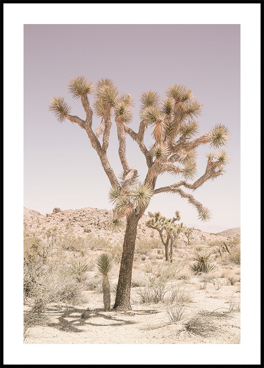 Serenidad del desierto