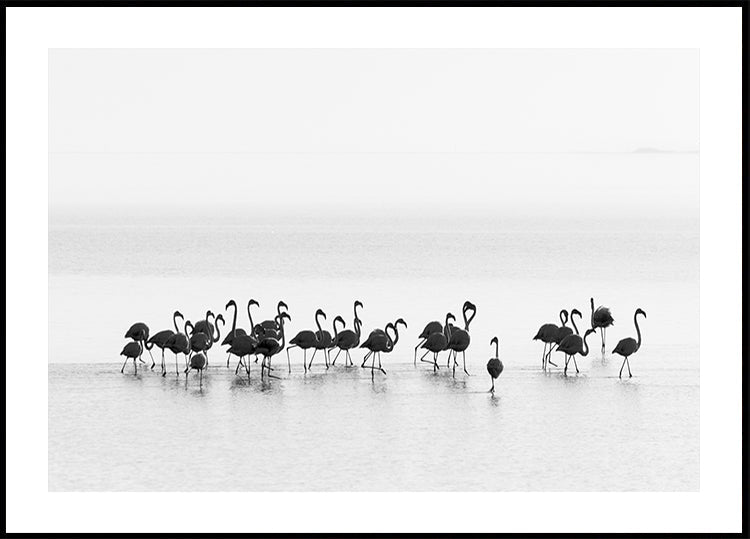 flamencos